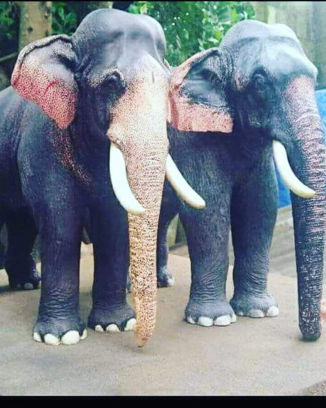Kerala Elephant List കേരളത്തിലെ നാടൻ ആനകൾ ലിസ്റ്റ് 5