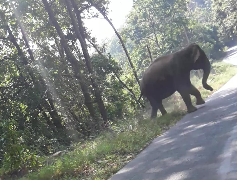 Idukki Neriamangalam wild elephant ഒരു കാട്ടാന അപാരത 4
