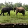 Angry Male Elephants Fight Over Females