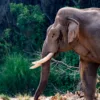 Asian elephant grazing in natural habitat