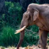 Asian elephant grazing in natural habitat